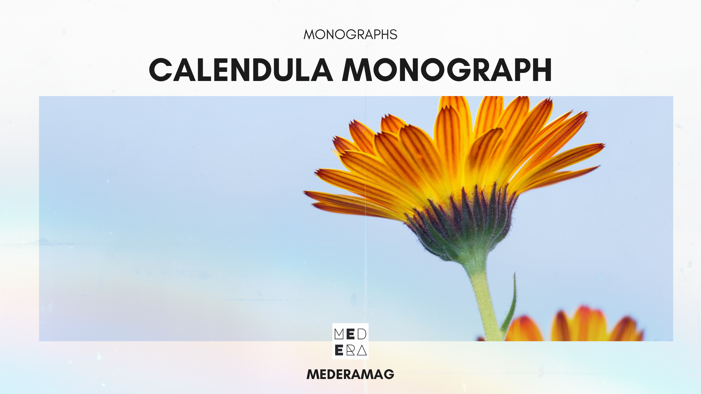 Calendula officinalis — The herb that makes rivers flow