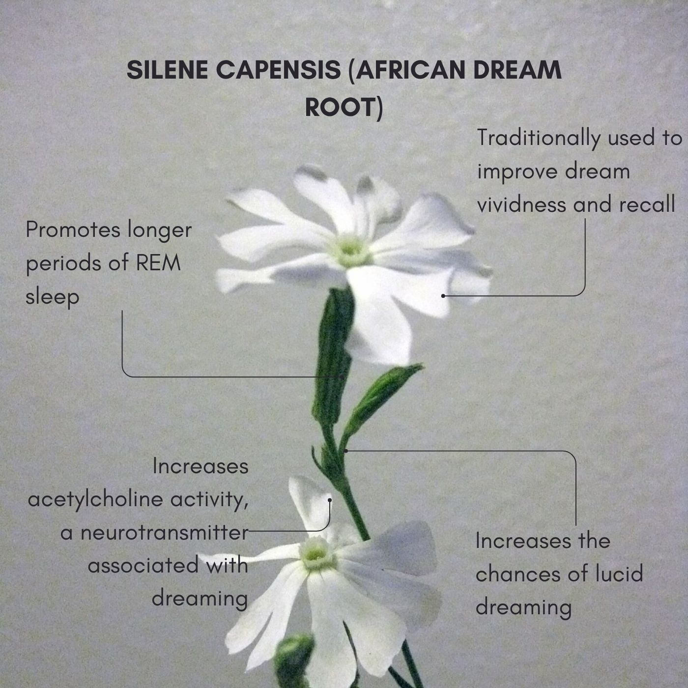 DreamGenics Lucid Dreaming Capsules