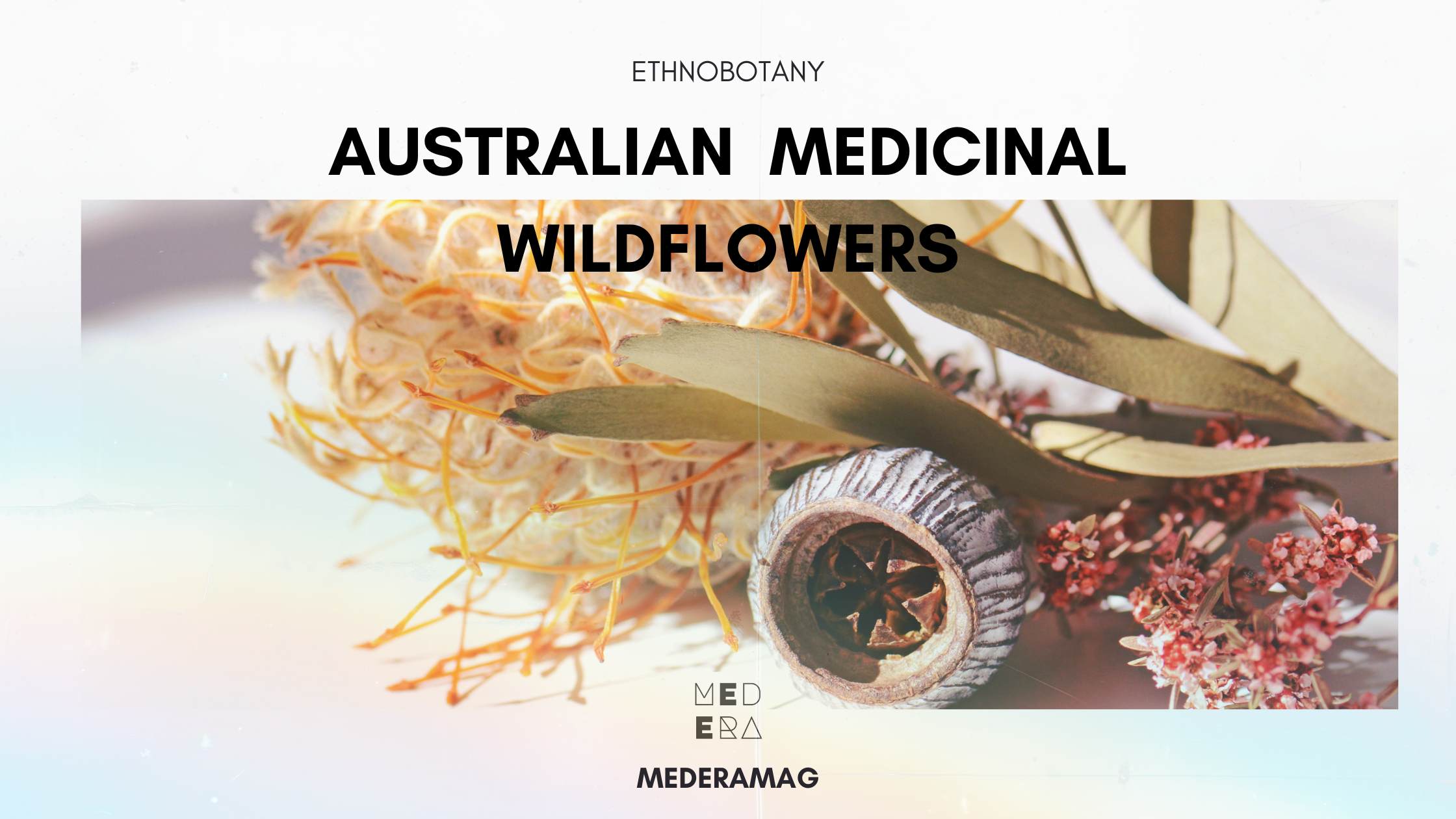 Australian Medicinal Wildflowers — For Lovers of Foraging